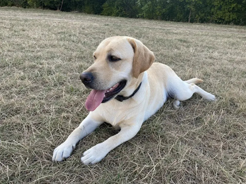 Labrador resting comfortably in a field after activity