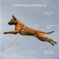 Active dog leaping with callouts for joints, mobility, strength and cartilage