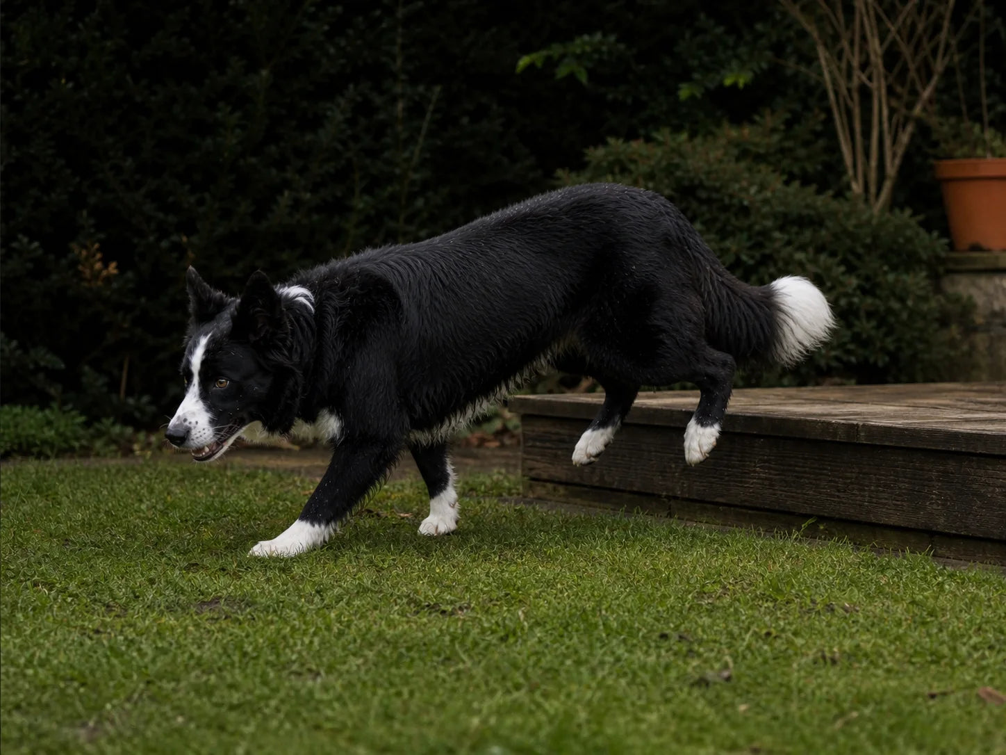 A Border Collie making a controlled landing from a low garden step