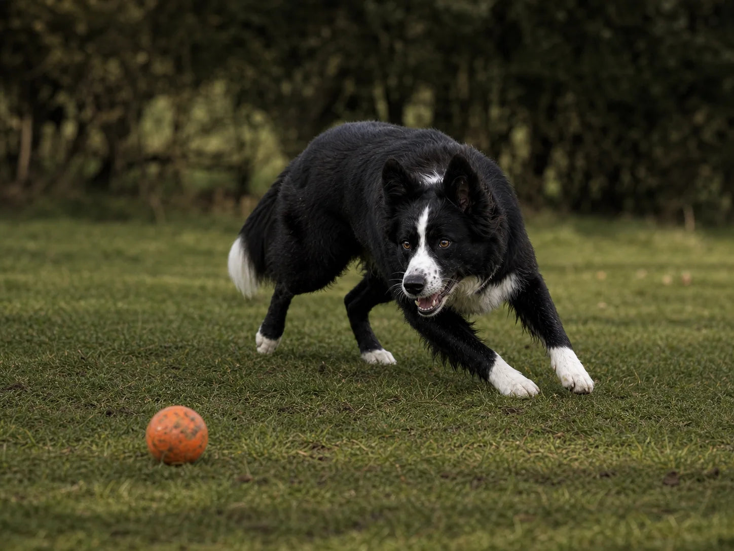 A Border Collie making a controlled turn on grass
