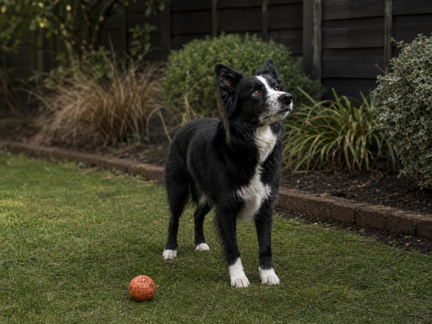 A Border Collie standing beside a ball after stopping play