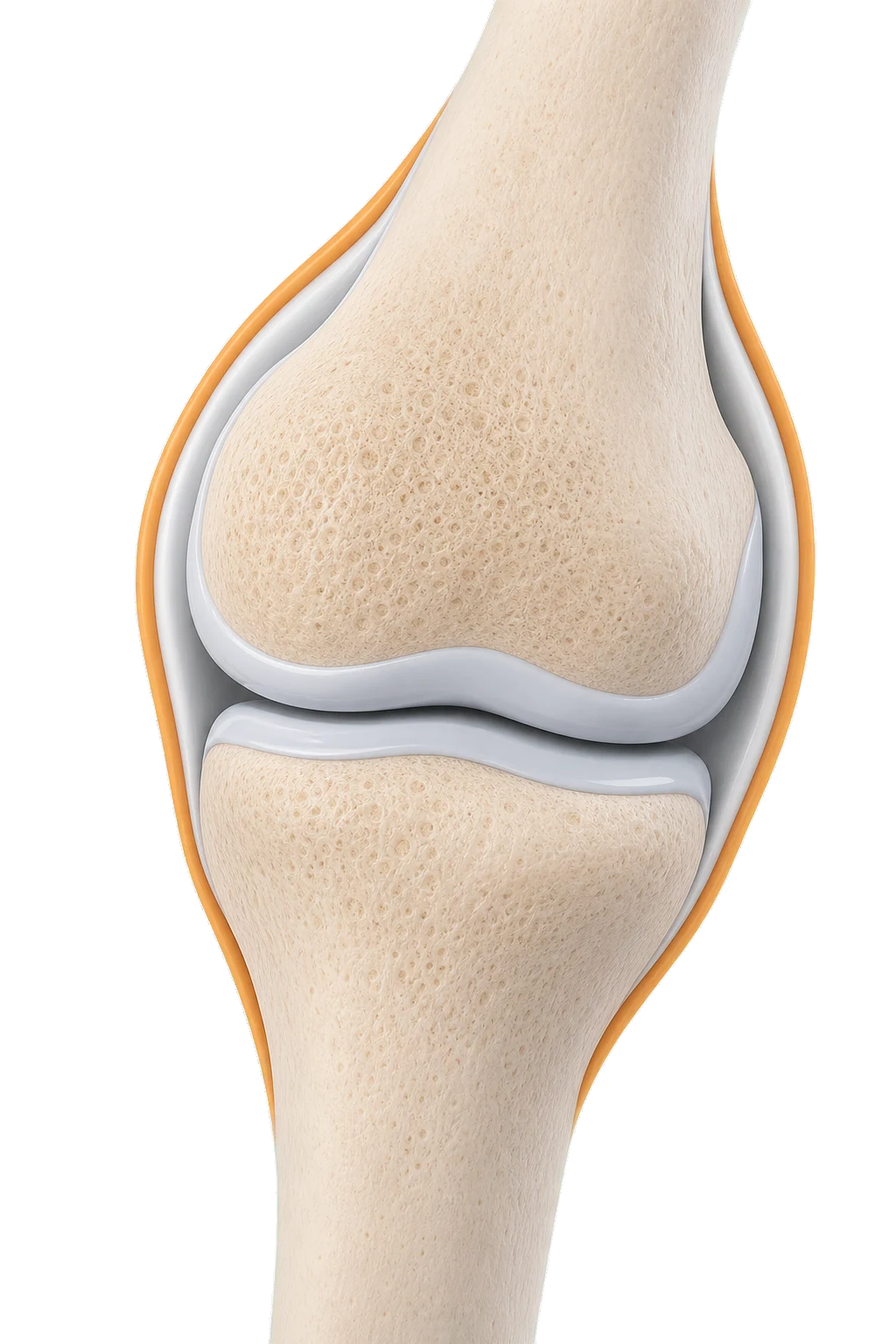 A neutral anatomical illustration of smooth cartilage surfaces inside a healthy joint