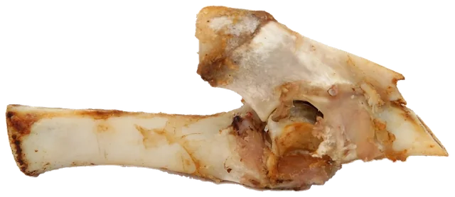 An animal joint bone with surrounding tissue, shown as an illustration
