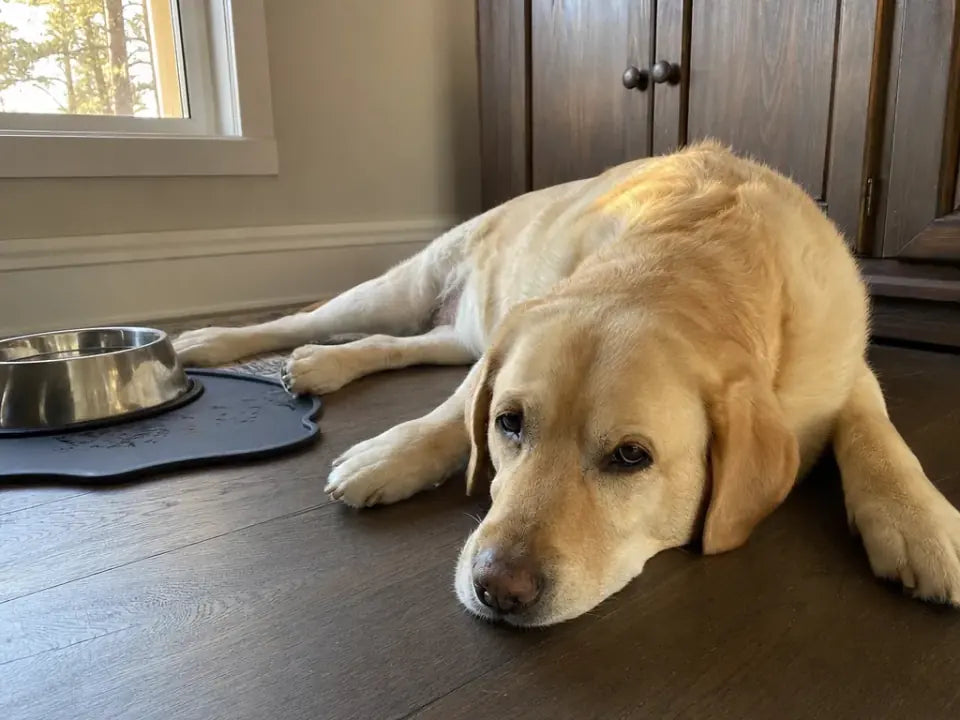 Labrador resting on the floor beside a water bowl
