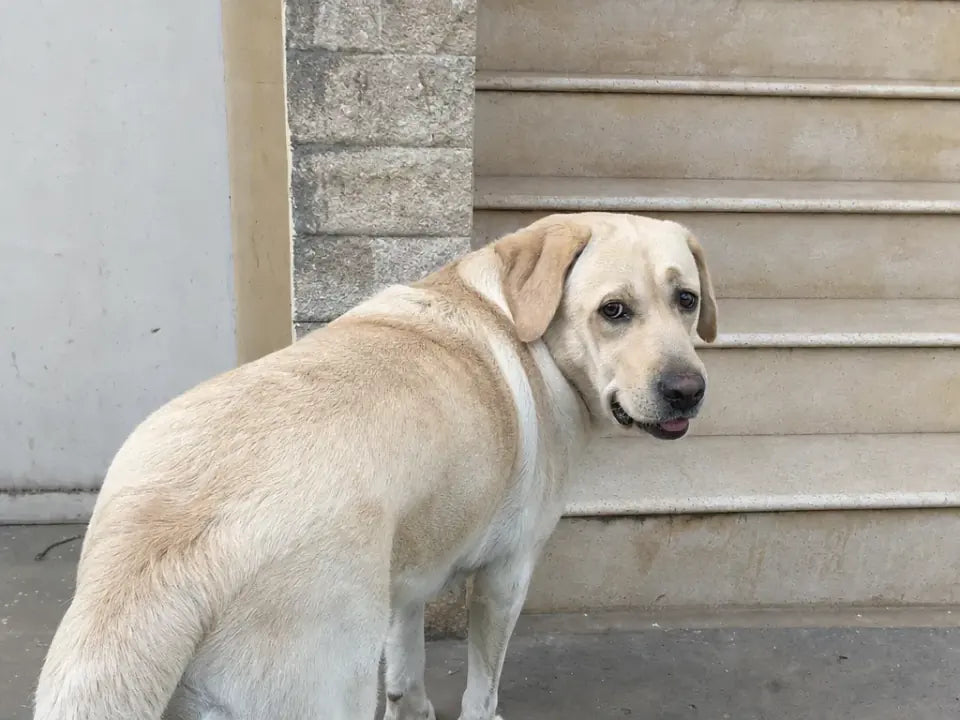 Labrador standing beside a familiar set of stairs