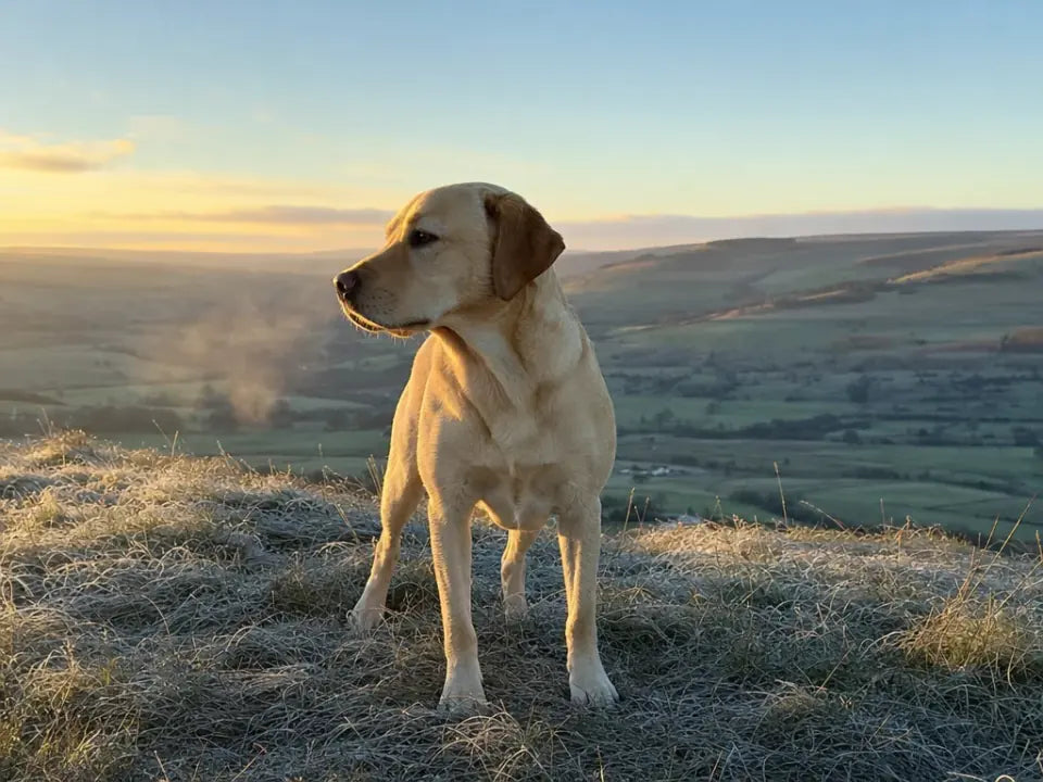 Labrador standing during a countryside walk